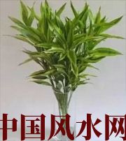 秦皇岛十二生肖养什么植物最旺财运？你知道吗！